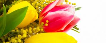 tulipani tulipani